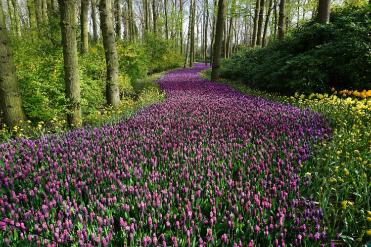 Ein sanfter Ruf zur Garten-Erneuerung